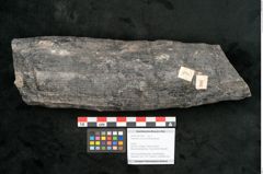 Foto (Objekt + Etikett) von Calamites communis Ettingshausen (NHMW-GEO-2024-0188-10957)